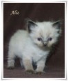 /album/aliz/aliz-5-hetes-003-jpg/